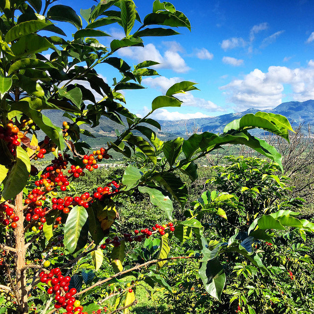 De La Gente Coffee farm, Guatemala