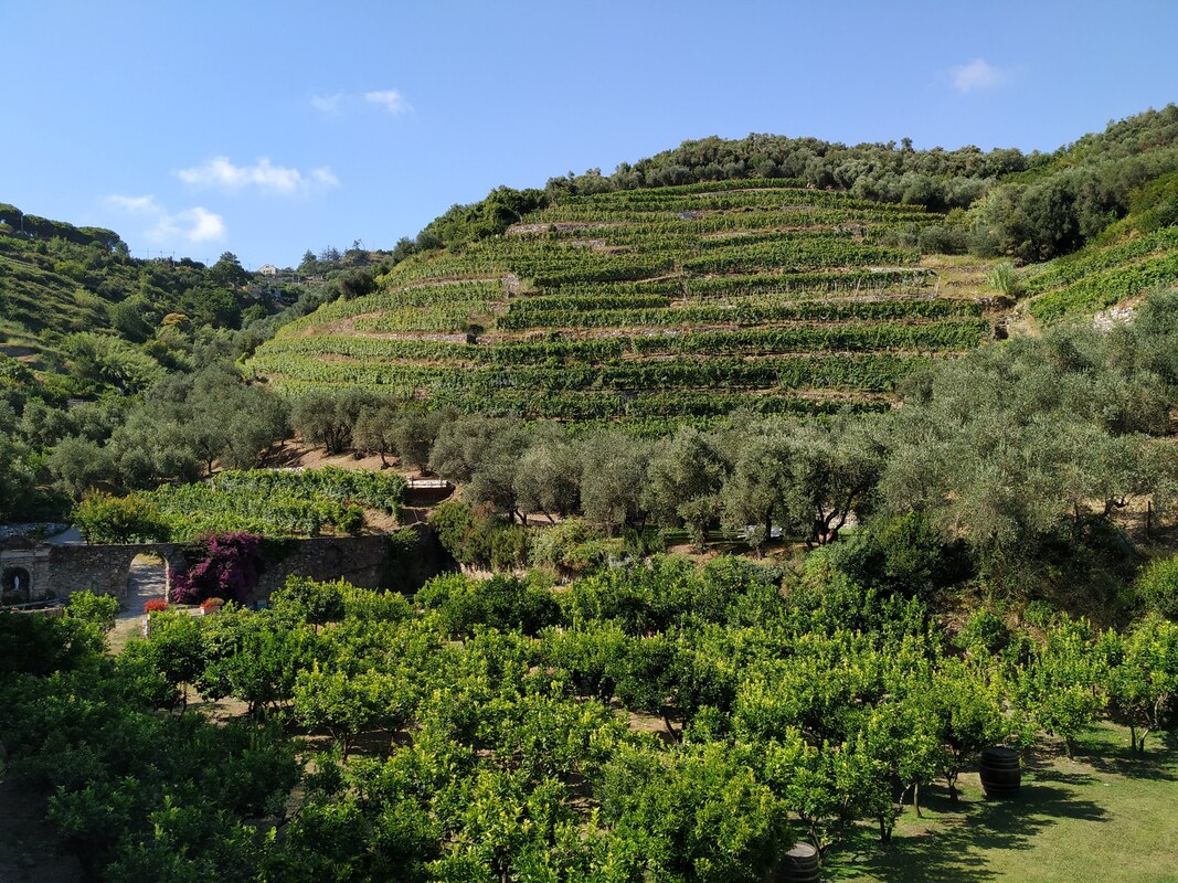 Cinque Terre wine vineyards, Italy